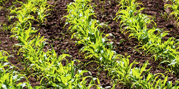 Agriculture