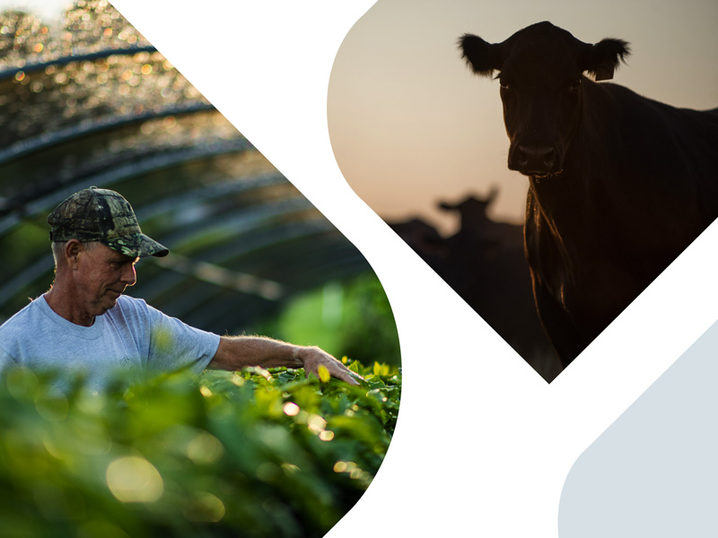 american agcredit brand refresh