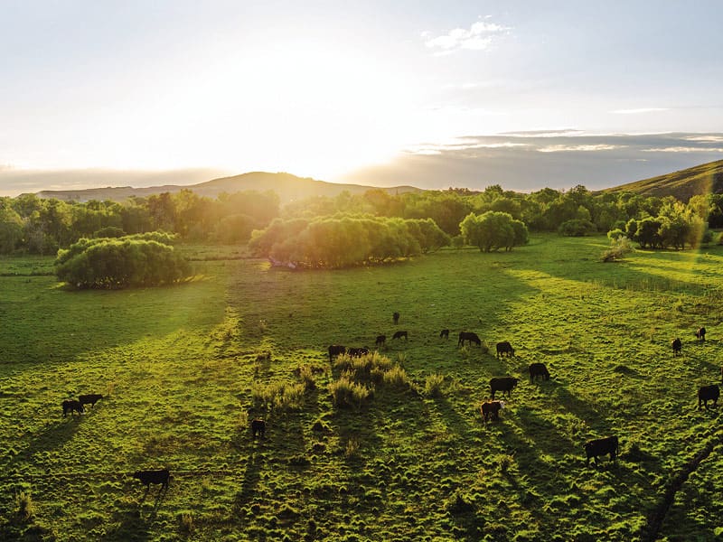 American AgCredit annual report